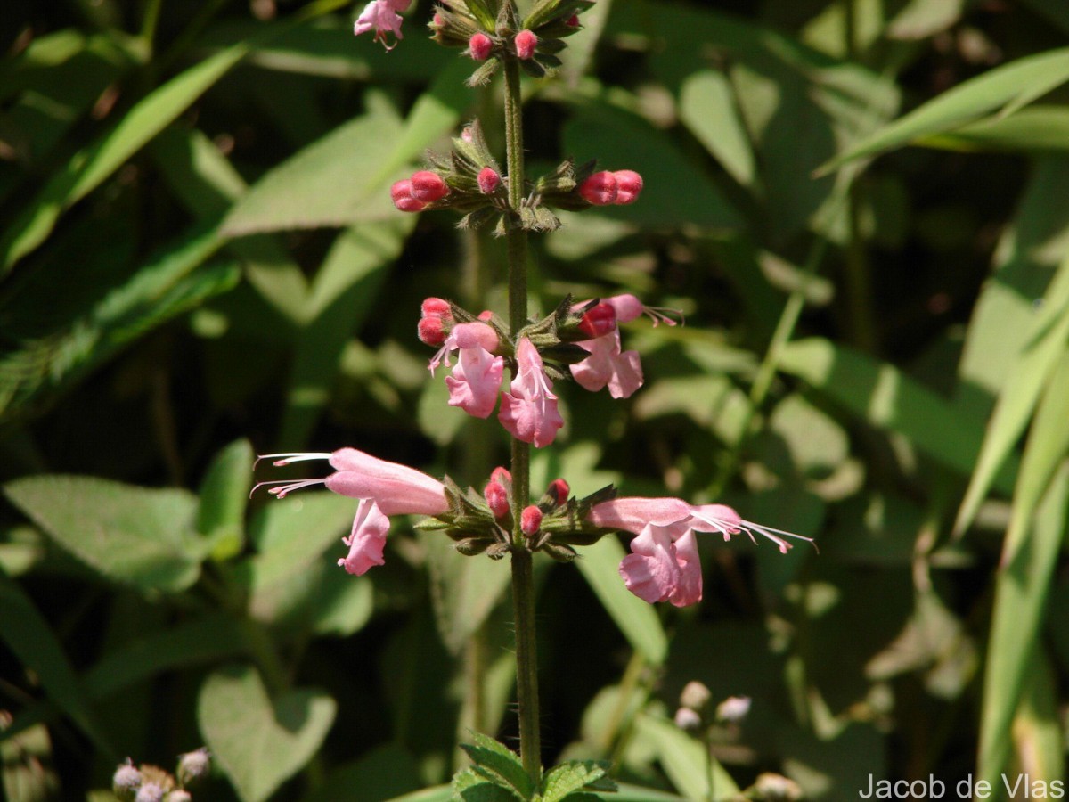 Salvia coccinea Buc'hoz ex Etl.